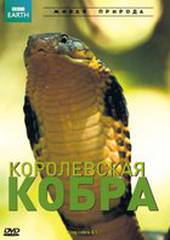 BBC: Королевская кобра