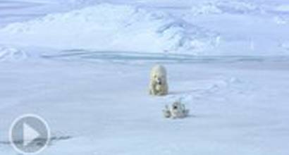 Curious Polar Bears