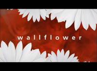 Постер Wallflower