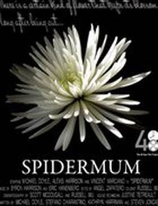 Spidermum