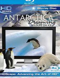 Антарктика – Дикая жизнь на льду