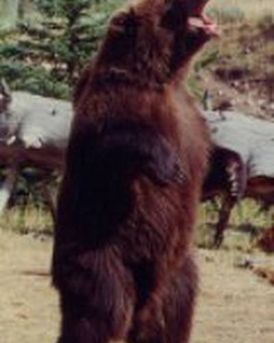 медведь Броди фото