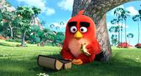 Кадр Angry Birds в кино