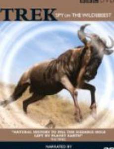 Trek: Spy on the Wildebeest