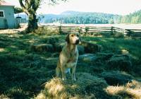 Кадр Далеко от дома: Приключения желтого пса