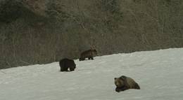 Кадр из фильма "Земля медведей" - 1