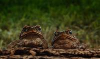 Кадр Тростниковые жабы: Оккупация