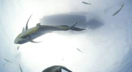 Кадр из фильма "Акулы" - 1