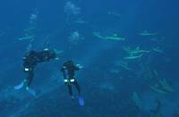 Кадр Большое путешествие вглубь океанов 3D
