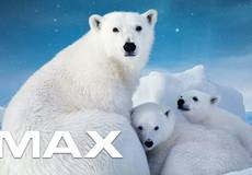 В IMAX выходит фильм о белых медведях