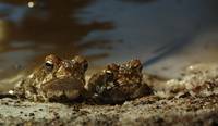 Кадр Тростниковые жабы: Оккупация
