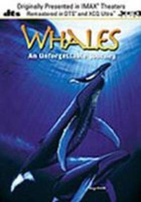 Whales: An Unforgettable Journey