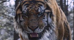 Кадр из фильма "Великий тигр" - 1