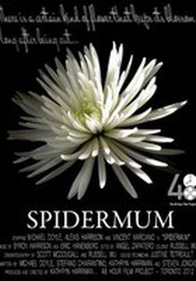 Spidermum