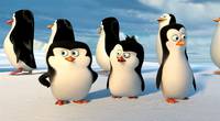 Кадр Пингвины Мадагаскара
