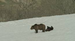 Кадр из фильма "Земля медведей" - 2