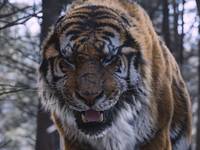 Кадр Великий тигр