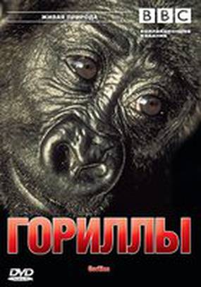 BBC: Гориллы