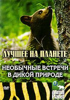 Animal Planet: Необычные встречи в дикой природе