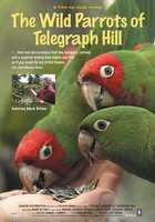 Дикие попугаи с Телеграф Хилл