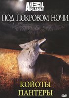 Под покровом ночи